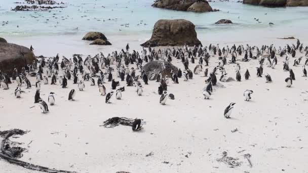 Mulino Dei Pinguini Africani Sulla Spiaggia False Bay Città Del — Video Stock