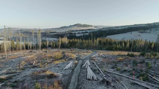 Human Impact Primeval Forest Europe Aerial Deforested Area — Stock Video