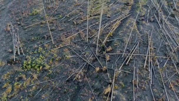 Luchtfoto Boven Omgekapte Bomen Bos Hout Klaar Halen Getuige Polen — Stockvideo