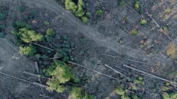 Árvores Derrubadas Deitadas Solo Após Desmatamento Área Florestal Aéreas — Vídeo de Stock