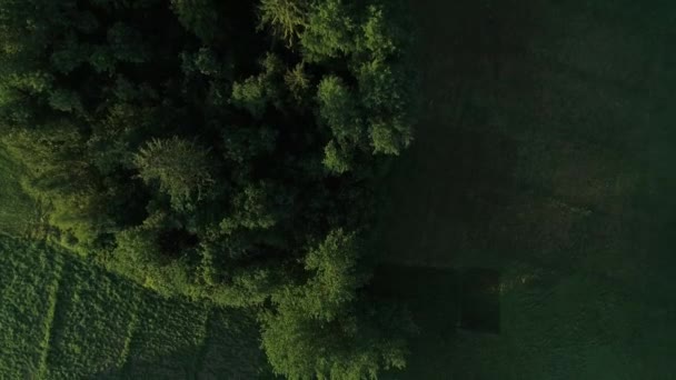 Flygfoto Över Besättningen Får Betar Green Meadow Antenn Nedstigning — Stockvideo