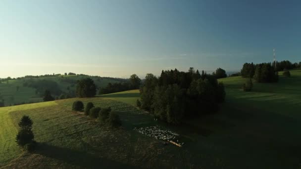 Ländliche Landschaft Mit Schafherden Die Auf Dem Hügel Grasen Drohnenschuss — Stockvideo