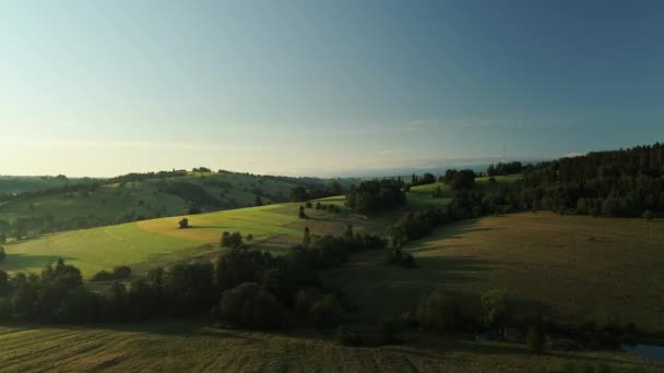 Drone Fly Herd Sheep Rural Meadow Landscape Blue Sky Inglés — Vídeo de stock