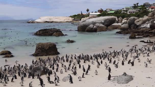 ケープタウンのボルダーズビーチにはアフリカペンギンのコロニーがあります — ストック動画
