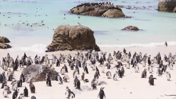 Ondas Baía Falsa Lavam Praia Boulders Lar Pinguins Africanos — Vídeo de Stock