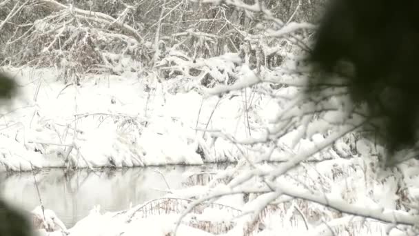 Neve Pesada Uma Floresta Coberta Algonquin Park Dia Frio Inverno — Vídeo de Stock
