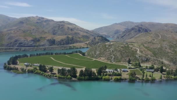 Boven Een Prachtige Wijngaard Aan Het Meer Midden Otago Met — Stockvideo