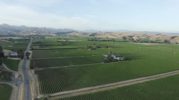 Vue Aérienne Surplombant Des Centaines Sauvignon Blanc Tôt Matin — Video