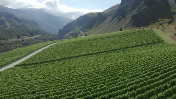 Drone Sobe Heroicamente Sobre Vinha Falésia Pinot Noir Centro Otago — Vídeo de Stock