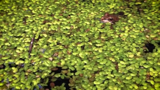 Žába Ukrytá Zelených Rostlinách Jezírku Oči Nos Žáby Vykukují Nad — Stock video