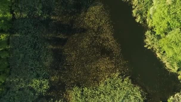Lush Greenery Pond Aerial Top — Stock Video