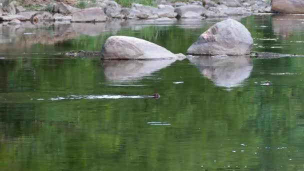 Nutria Marina Flotando Agua Mientras Ciervos Cruzan Río Fondo Primer — Vídeos de Stock