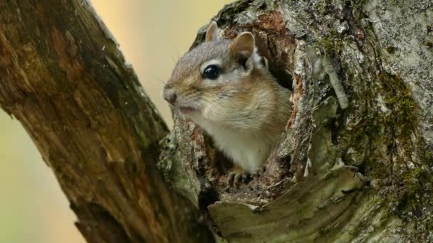 Chipmunk Eating Its Head Sticking Out Tree Ontario Static Closeup — Stock Video