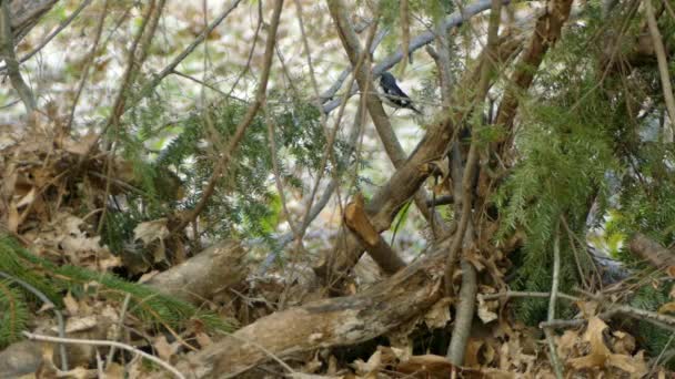 Pequeño Pájaro Negro Sentado Saltando Volando Sobre Entre Ramas Durante — Vídeos de Stock