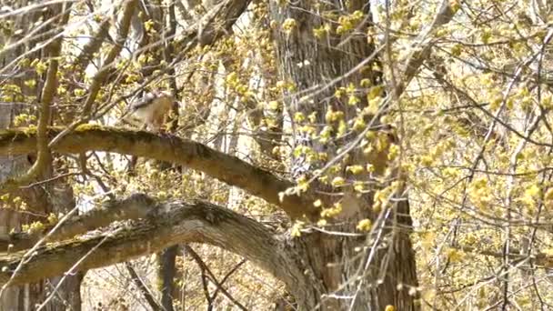 Panning Shot Wild Eagle Sitting Tree Branch Eating Prey Hunt — Stock Video