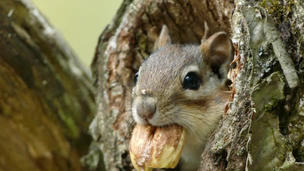 Nahaufnahme Eines Niedlichen Eichhörnchens Mit Nuss Mund Das Sich Baumstamm — Stockvideo