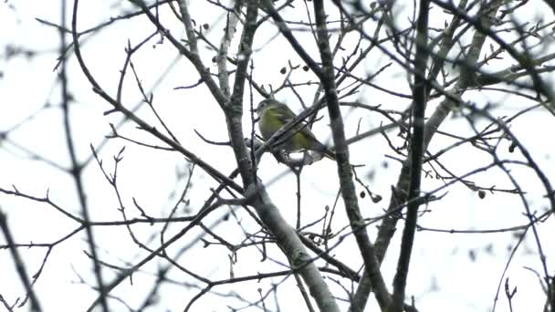 Gelber Und Grauer Vogel Sitzt Ruhig Zwischen Den Kahlen Zweigen — Stockvideo