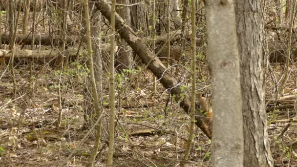 在安大略的大自然中 长着橙色尾巴的棕色松鼠在一棵倒下的树上奔跑 大范围射击 — 图库视频影像