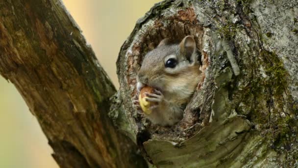 Pequeña Ardilla Bastante Esconden Agujero Árbol Masticando Una Gran Nuez — Vídeos de Stock