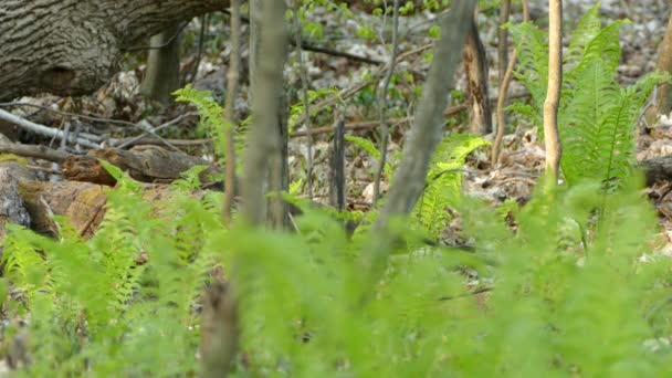 Small Gray Bird Walking Nature Looking Food Ontario Wide Shot — Stock Video