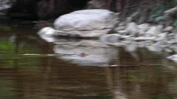 Uma Lontra Nadando Emergindo Pequeno Rio Ontário Canadá Tiro Rastreamento — Vídeo de Stock