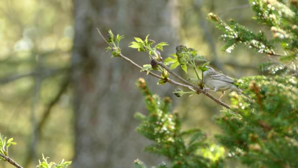 Mooie Kleine Heldere Vogel Neergestreken Een Kleine Houten Tak Zoek — Stockvideo