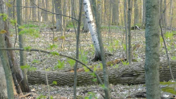 Sincap Ontario Daki Baharda Uzanan Ormanlarda Rahatsız Edilmeden Oynuyorlar Geniş — Stok video