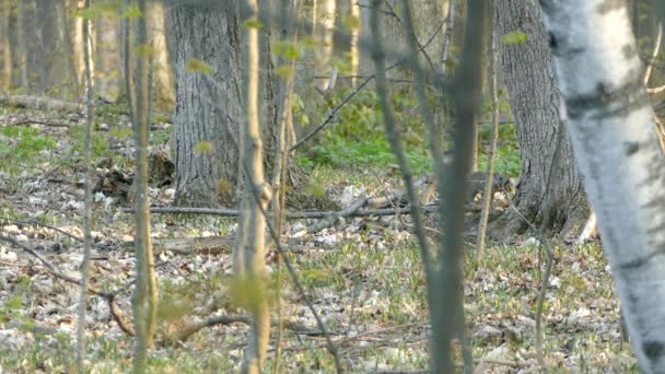 Two Squirrels Playing Forest Ontario Canada Static Medium Shot — Stock Video