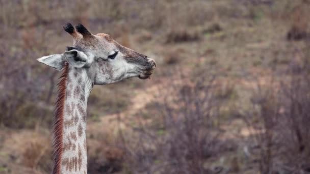 Girafa Mastiga Osso Animal Como Chuva Suave Vem Para Secar — Vídeo de Stock