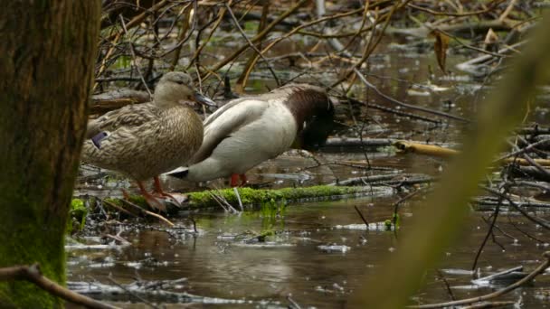 Anatra Maschio Femmina Piedi Guardarsi Intorno Ramo Coperto Muschio Allontanarsi — Video Stock