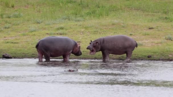 Hippos Learn Dominance Display Pond Kruger National Park Savanna — Stock Video