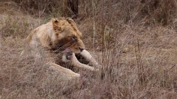 若いです男性アフリカライオン洗浄彼の顔で背の高い乾燥サバンナ草 — ストック動画