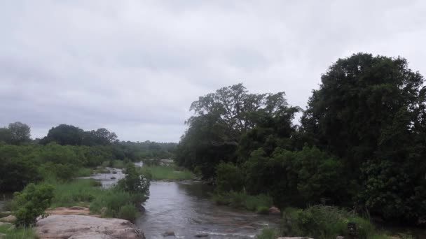 Tranquil African Roll River Scene Kruger National Park Africa — Stock Video