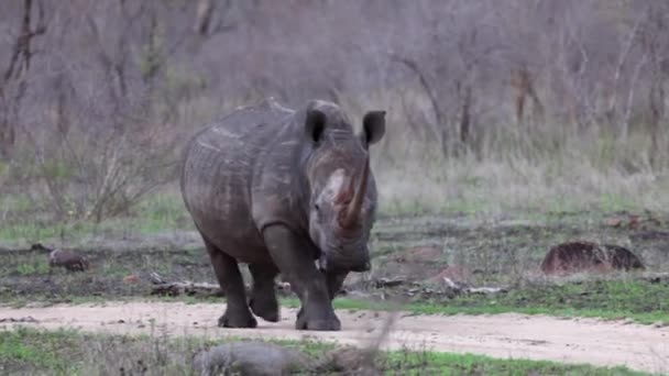 Αφρικάνικο Λευκό Ρινόκερο Περπατά Κατά Μήκος Χωματόδρομου Σκληρή Ξηρή Σαβάνα — Αρχείο Βίντεο