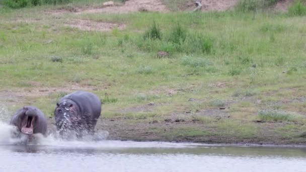 Großes Afrikanisches Flusspferd Jagt Kleineres Nilpferd Ins Wasser Kruger — Stockvideo