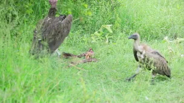 Large Lappet Faced Vulture Dominates Juvenile White Backed Carrion — Stock Video