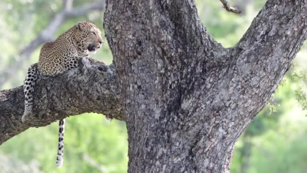 Leopard Straddles Branch Tree Panting Mid Day African Heat — Stok Video