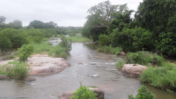 Ethereal Peaceful Misty River Scene Kruger National Park Africa — Stock Video