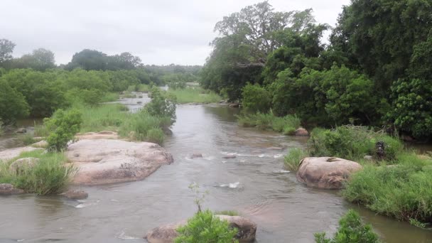 Cena Etérea Pacífica Enevoada Parque Nacional Kruger África — Vídeo de Stock