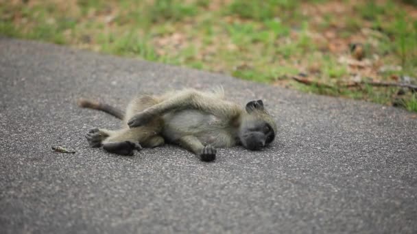 Young Chacma Baboon Βρίσκεται Ασφαλτοστρωμένο Δρόμο Ξύσιμο Και Αναζητούν Χαριτωμένο — Αρχείο Βίντεο