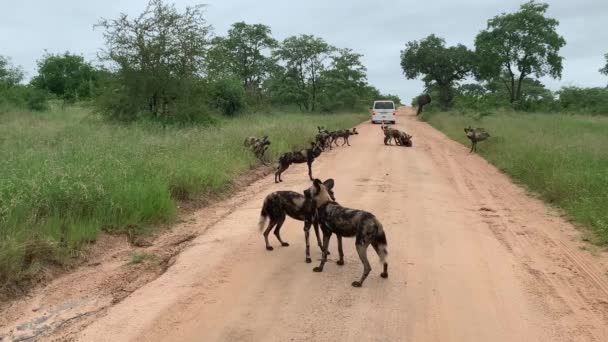 Large Pack African Wild Dogs Play Dirt Road Kruger Natl — Stock Video