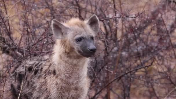 Uyanık Meraklı Benekli Sırtlan Afrika Yağmurunda Etrafına Bakıyor — Stok video