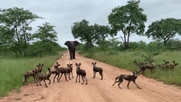 Elefante Solitário Carrega Pacote Cães Selvagens Estrada Terra Africano Chuva — Vídeo de Stock