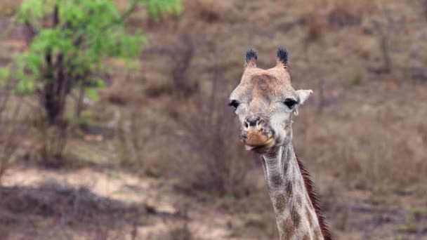 Close Molhado Chuva Recente Africano Girafa Mastiga Osso Forma Divertida — Vídeo de Stock