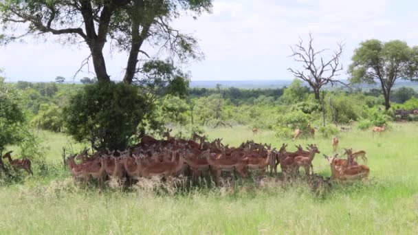 Hele Kudde Impala Schaduw Van Één Grote Boom Kruger — Stockvideo