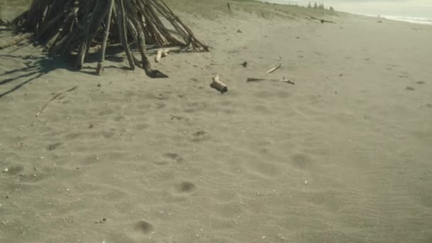 Tilt Avslöjar Skott Brasa Sandstrand Nya Zeeland — Stockvideo