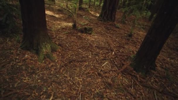 Tilt Shot Redwood Whakarewarewa Forest New Zealand — Stock Video