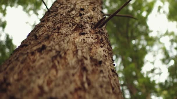 Low Angle Close Shot Tree Bark Blurry Background — Stock Video