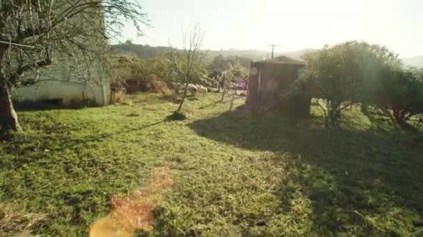 Pov跟随一群带着太阳耀斑的羊群在农场附近行走 新西兰 — 图库视频影像