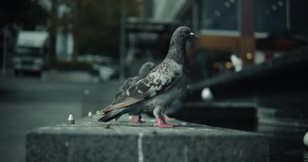 Nahaufnahme Von Tauben Die Der Nähe Eines Brunnens Den Straßen — Stockvideo